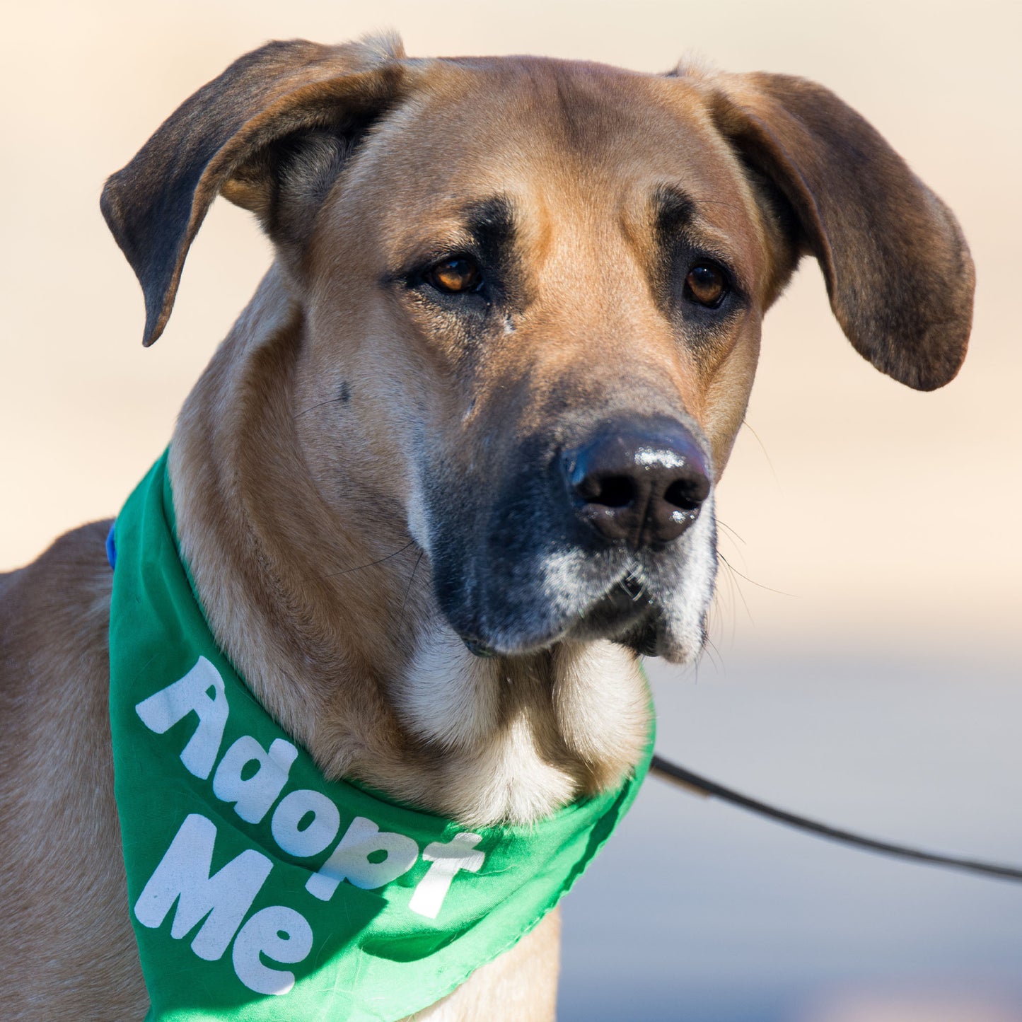 Encourage Adoption By Sending Bandanas & Vests to Furry Friends