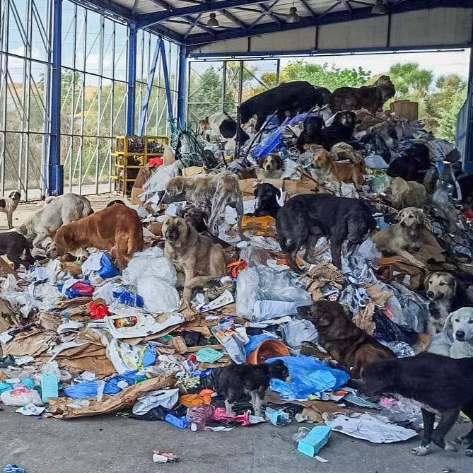 Help Rescue 600 Starving Dogs in Greece