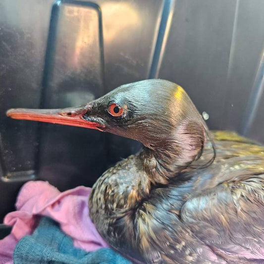 Help This Common Merganser Recover From Becoming Trapped in Oil