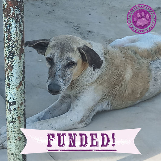 Funded - Save Mosi's Skin From Mange