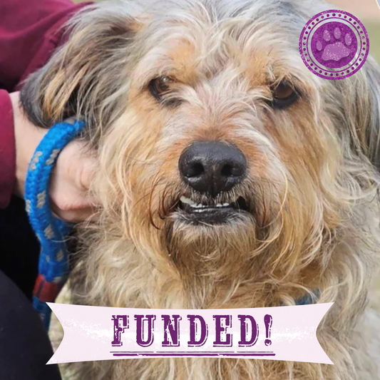 Funded: Help Benji Get His Groove Back with Leg Surgery