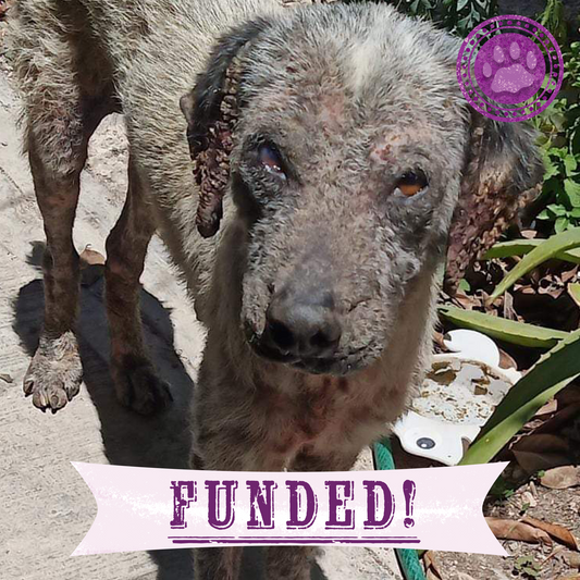 Funded: Help Edgardo Recover from Malnourishment and Mange