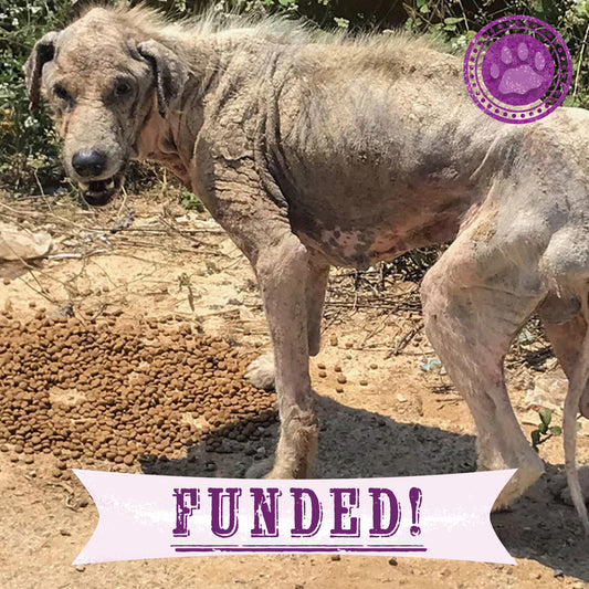 Funded: Help Gaia Survive Mange and Starvation