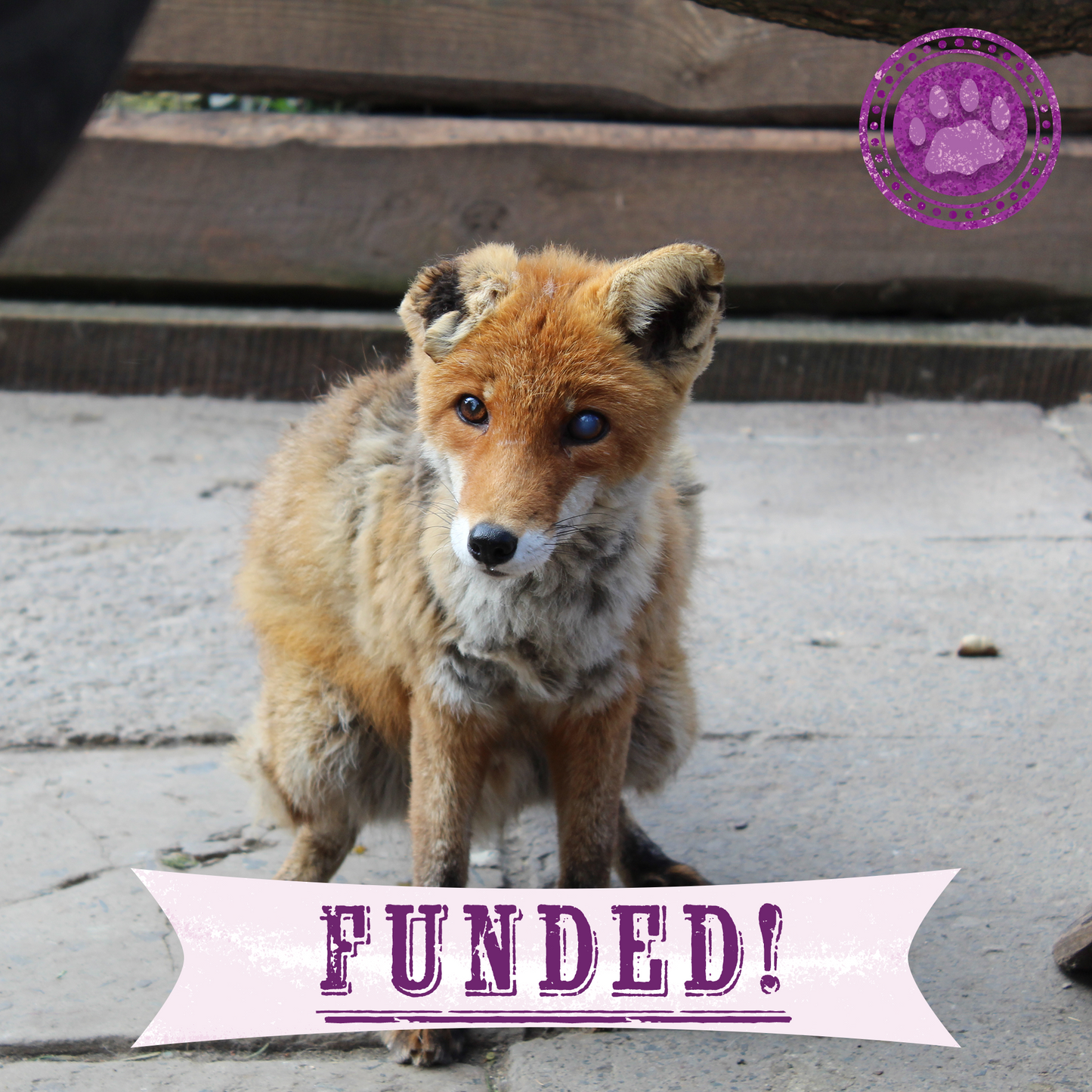 Funded: Yanchik the Fox Needs Nurturing