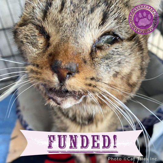 Funded - Save Santo's Sweet Face