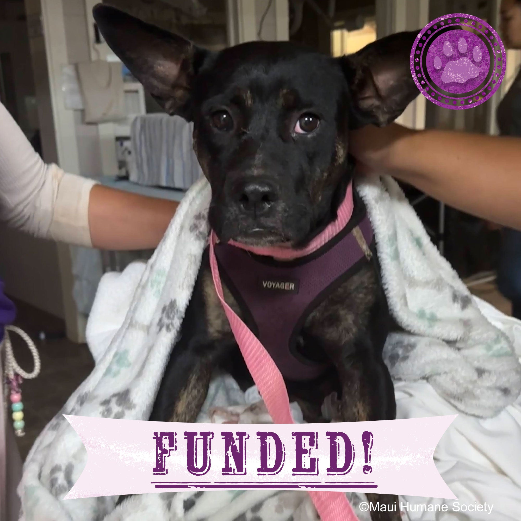 Funded - Help a Pup Saved From the Maui Wildfires