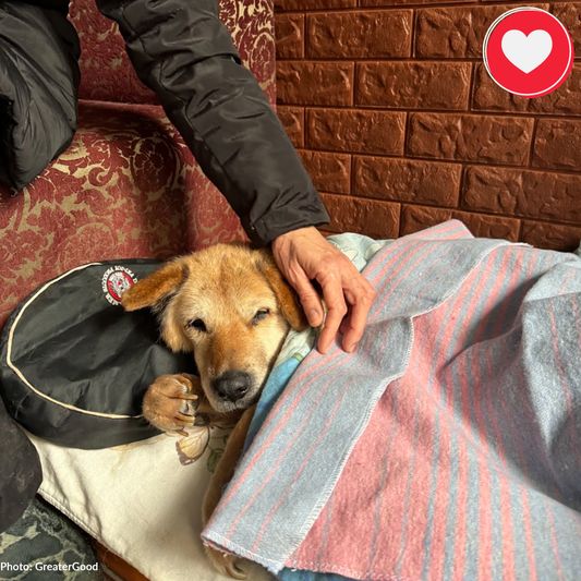 Senior Dog Abandoned Near Frontlines Needs Your Support