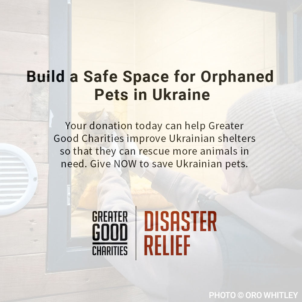 Build a Safe Space for Orphaned Pets in Ukraine