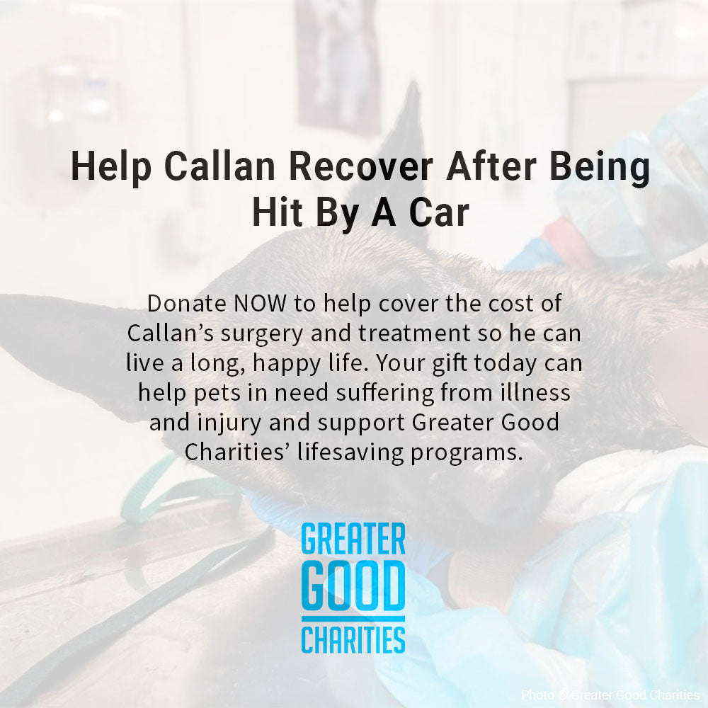 Help Callan Recover After Being Hit By A Car