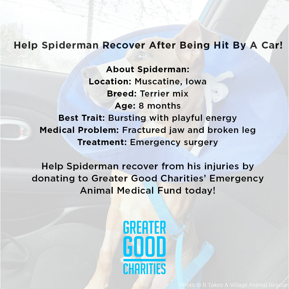 Funded - Help Spiderman Recover After Being Hit by a Car