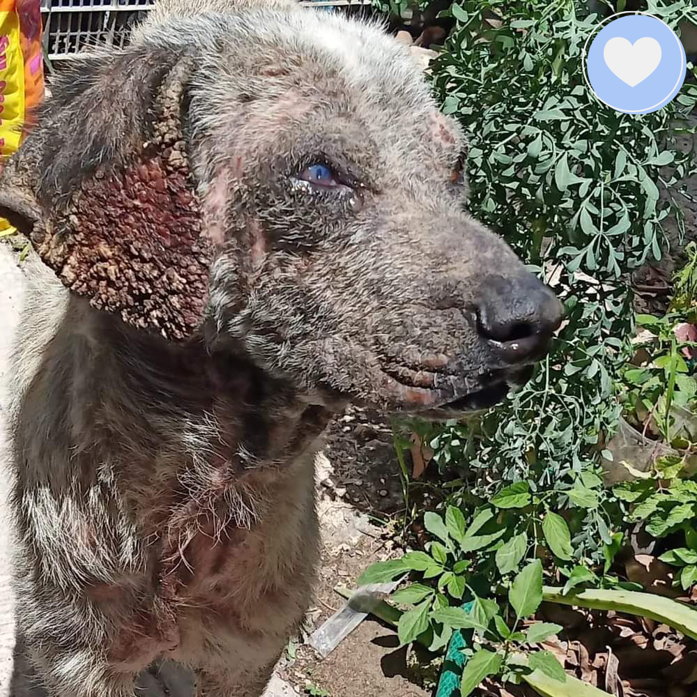 Funded: Help Edgardo Recover from Malnourishment and Mange