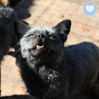 Funded: Help Foxes Recover from the Fur Industry
