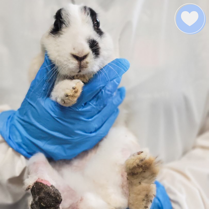 Help Tissaia the Rabbit Recover From Trauma