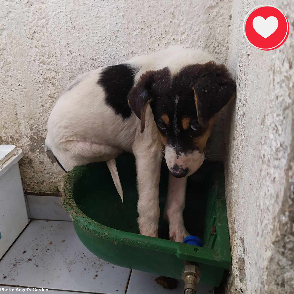 Help Rescue 600 Starving Dogs in Greece