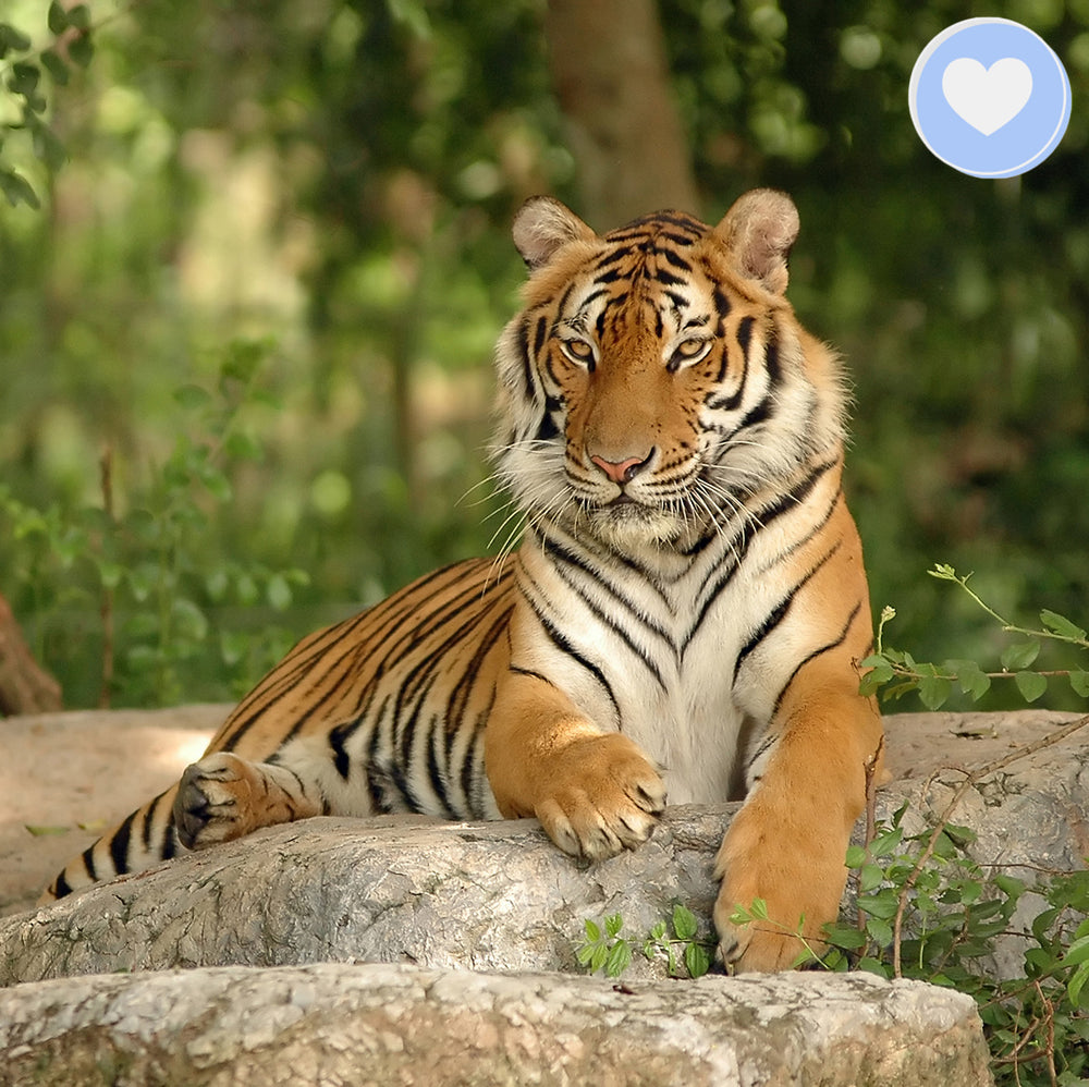 Project Peril: Help Save the Indochinese Tiger | GreaterGood