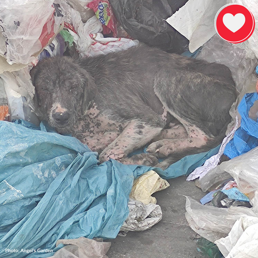 Lyra Needs Your Help to Recover From Severe Mange