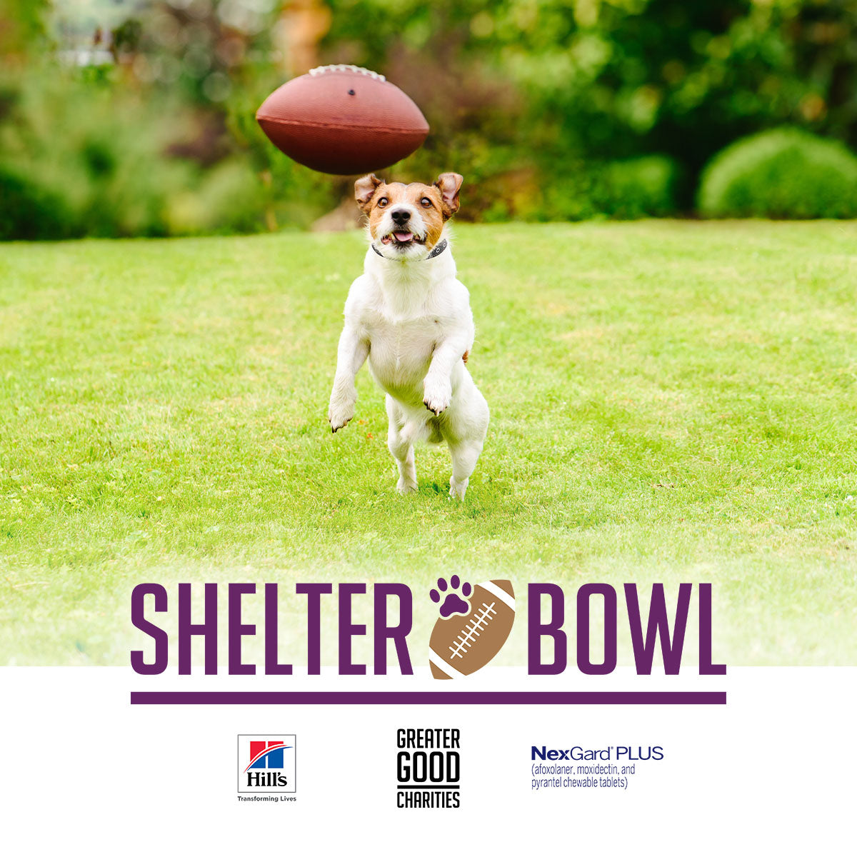 Shelter Bowl 2024: Feed Shelter Animals