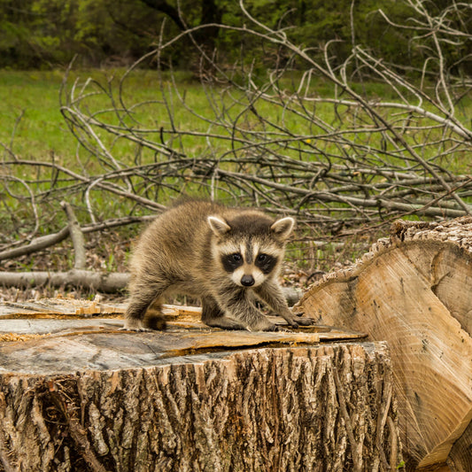 Wildlife In Peril | Help Replant Forest Habitat Fund