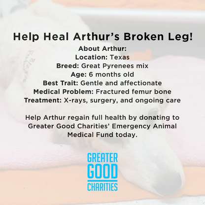 Funded - Help Heal Arthur's Broken Leg