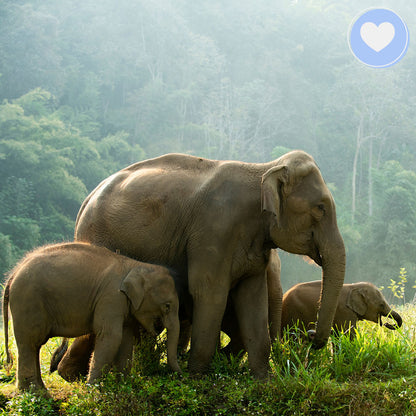 Project Peril: Help Save the Asian Elephant