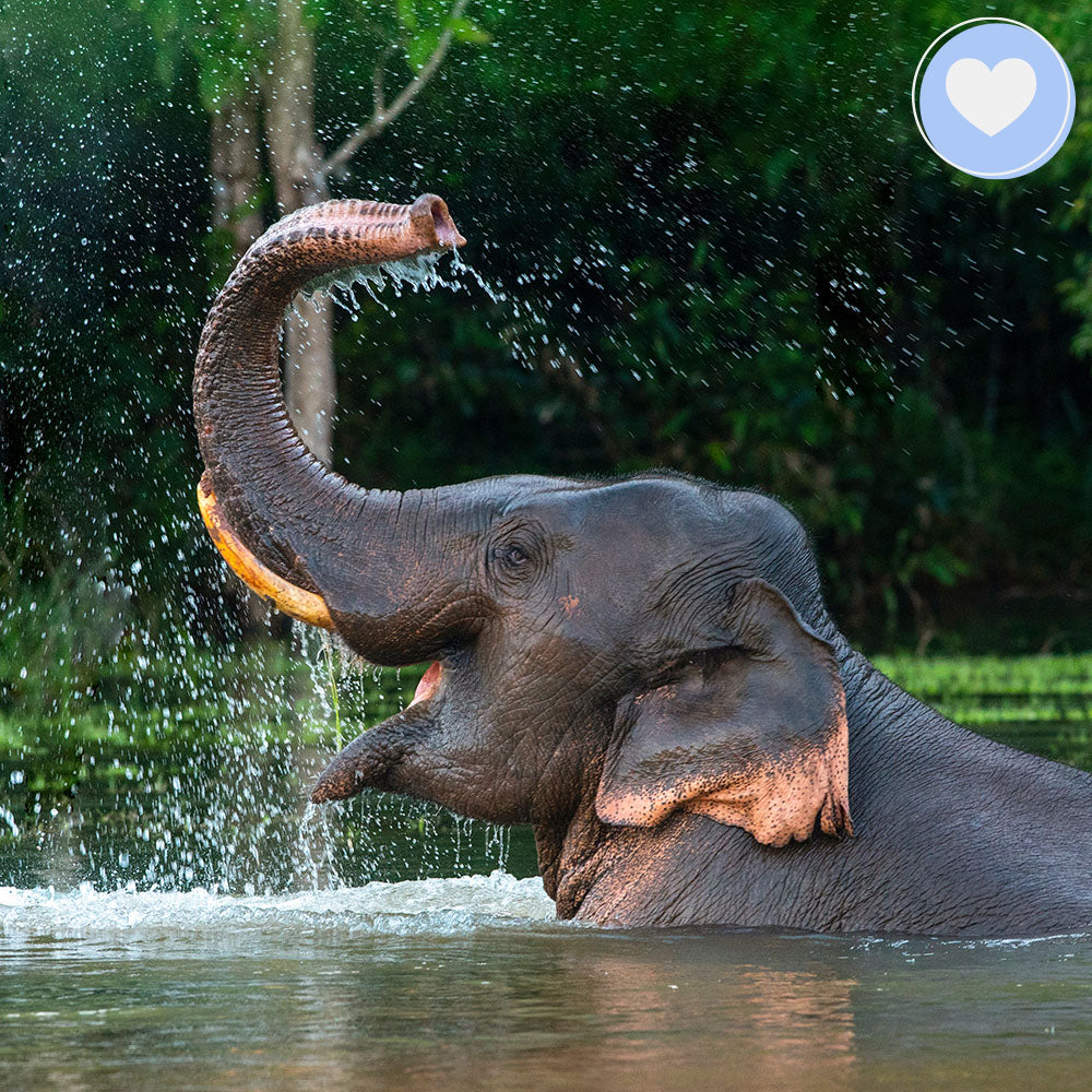 Project Peril: Help Save the Asian Elephant