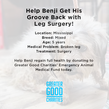 Funded: Help Benji Get His Groove Back with Leg Surgery
