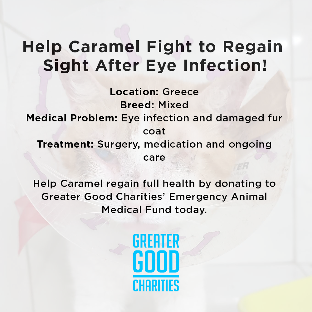Help Caramel Fight to Regain Sight After Eye Infection