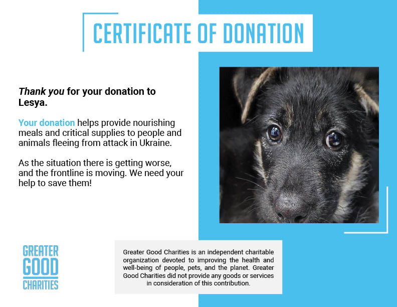 Help Lesya and Her Puppies Recover from Malnutrition After Being Rescued from Frontlines