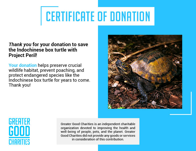 Project Peril: Help Save the Indochinese Box Turtle