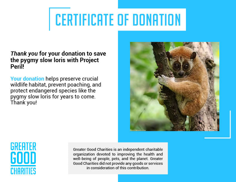 Project Peril: Protect the Pygmy Slow Loris from Critical Habitat Loss