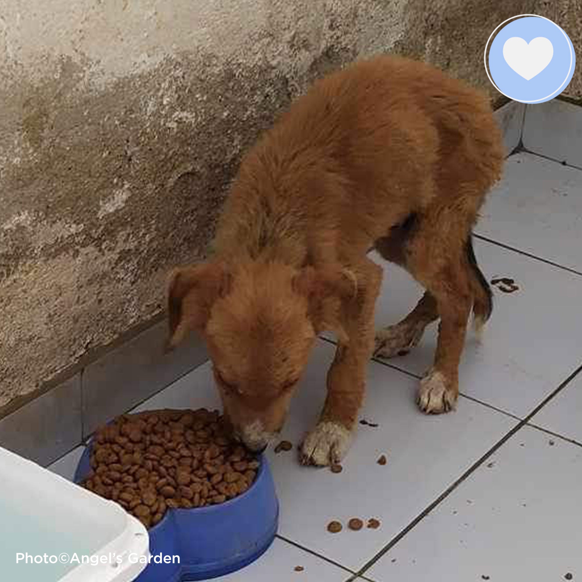 Funded: Help Ares Overcome Sickness and Starvation