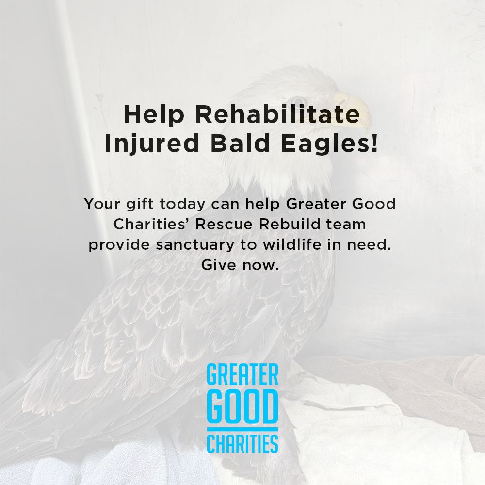 Help Bring Bald Eagle Back From Brink of Death
