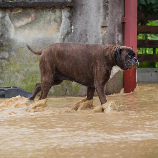 Help People and Pet Victims of Devastating Floods