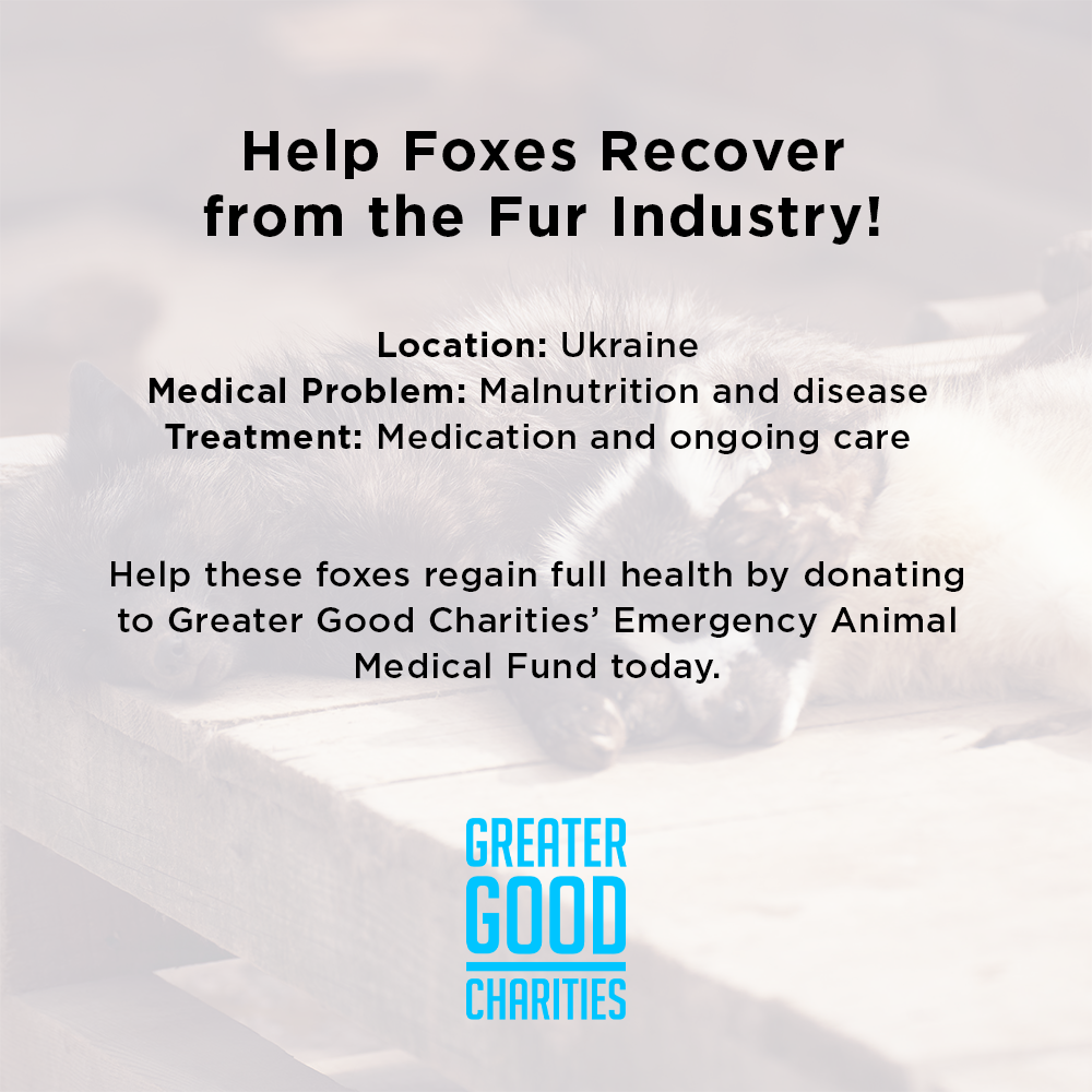 Funded: Help Foxes Recover from the Fur Industry