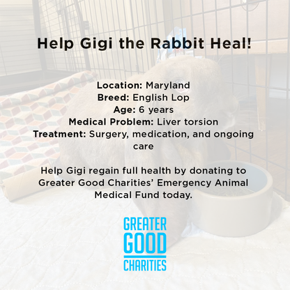 Help Gigi the Rabbit Heal