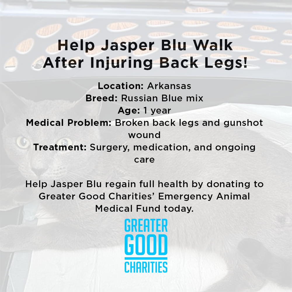Help Abused Jasper Blu Walk Again
