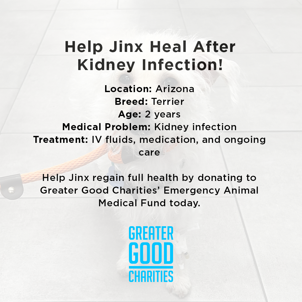 Help Jinx Heal After Kidney Infection