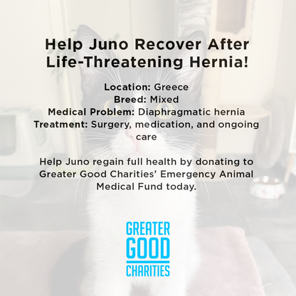 Help Juno Recover After Life-Threatening Hernia