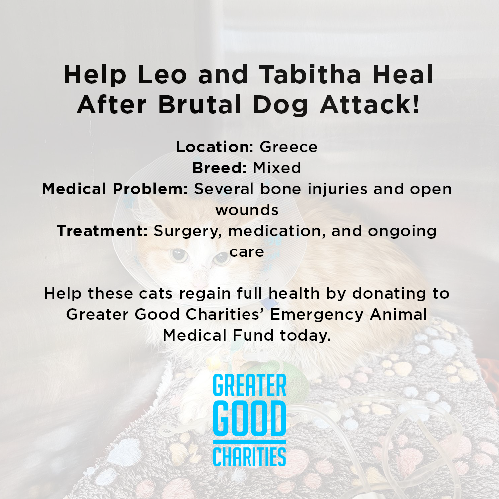 Help Leo and Tabitha Heal After Brutal Dog Attack