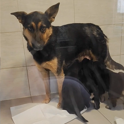 Help Lesya and Her Puppies Recover from Malnutrition After Being Rescued from Frontlines