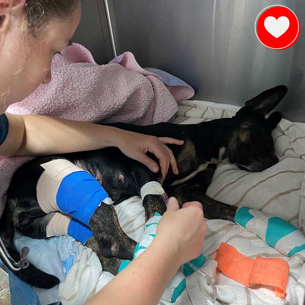 Funded - Help a Pup Saved From the Maui Wildfires