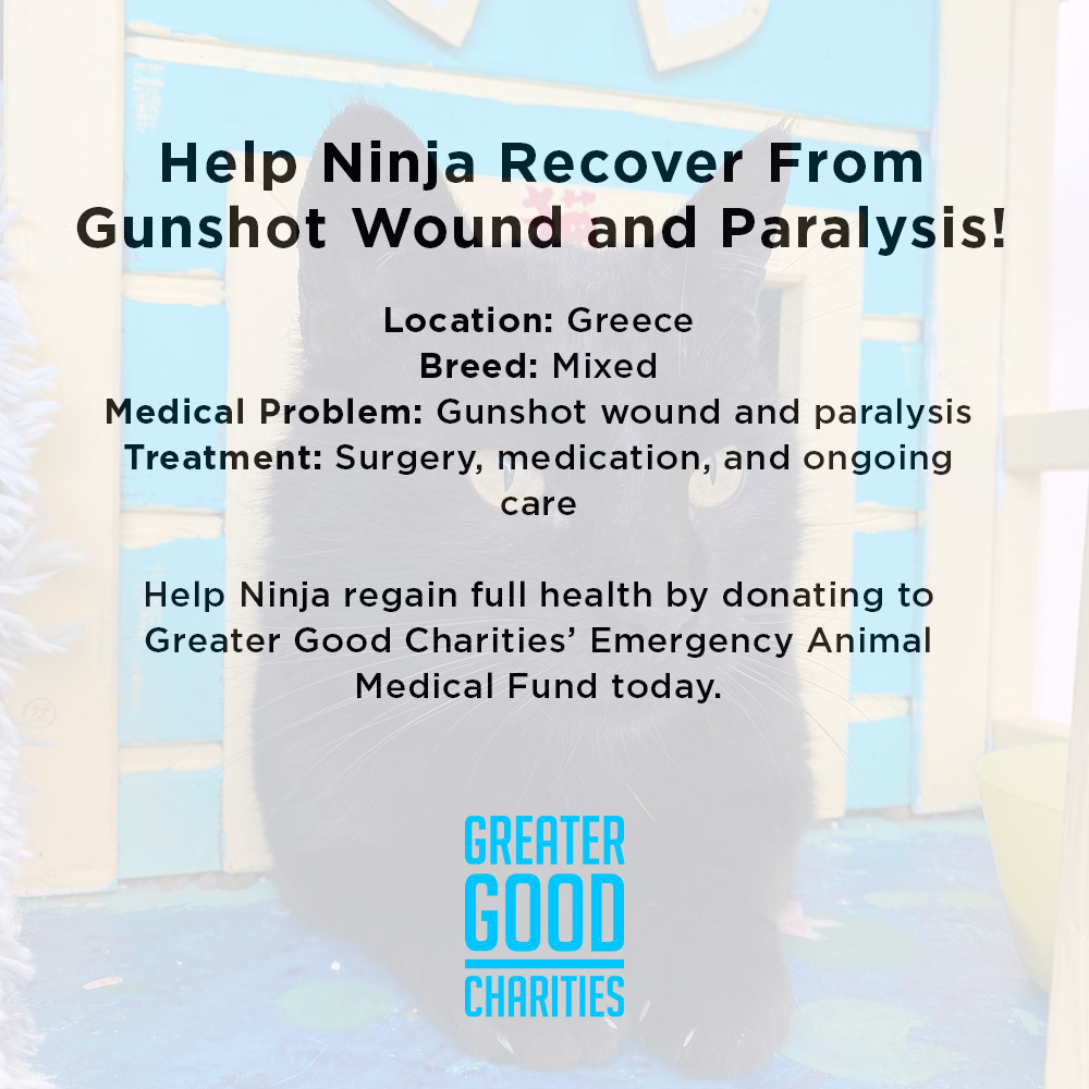 Help Ninja Recover From Gunshot Wound and Paralysis