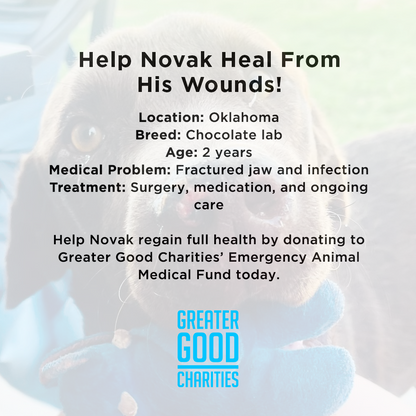 Funded: Help Novak Heal From His Wounds