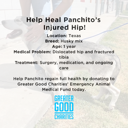 Funded-Help Heal Panchito’s Injured Hip