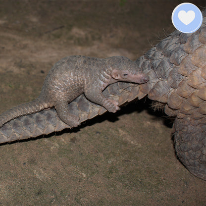 Project Peril: Protect the Pangolin from Extinction