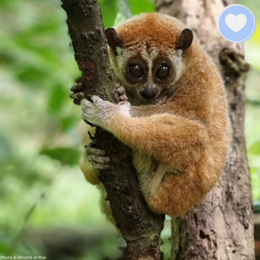 Project Peril: Protect the Pygmy Slow Loris from Critical Habitat Loss