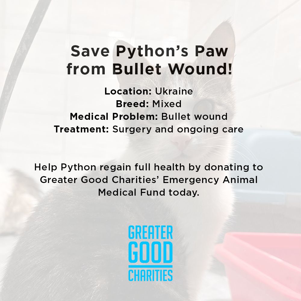 Funded: Save Python’s Paw from Bullet Wound