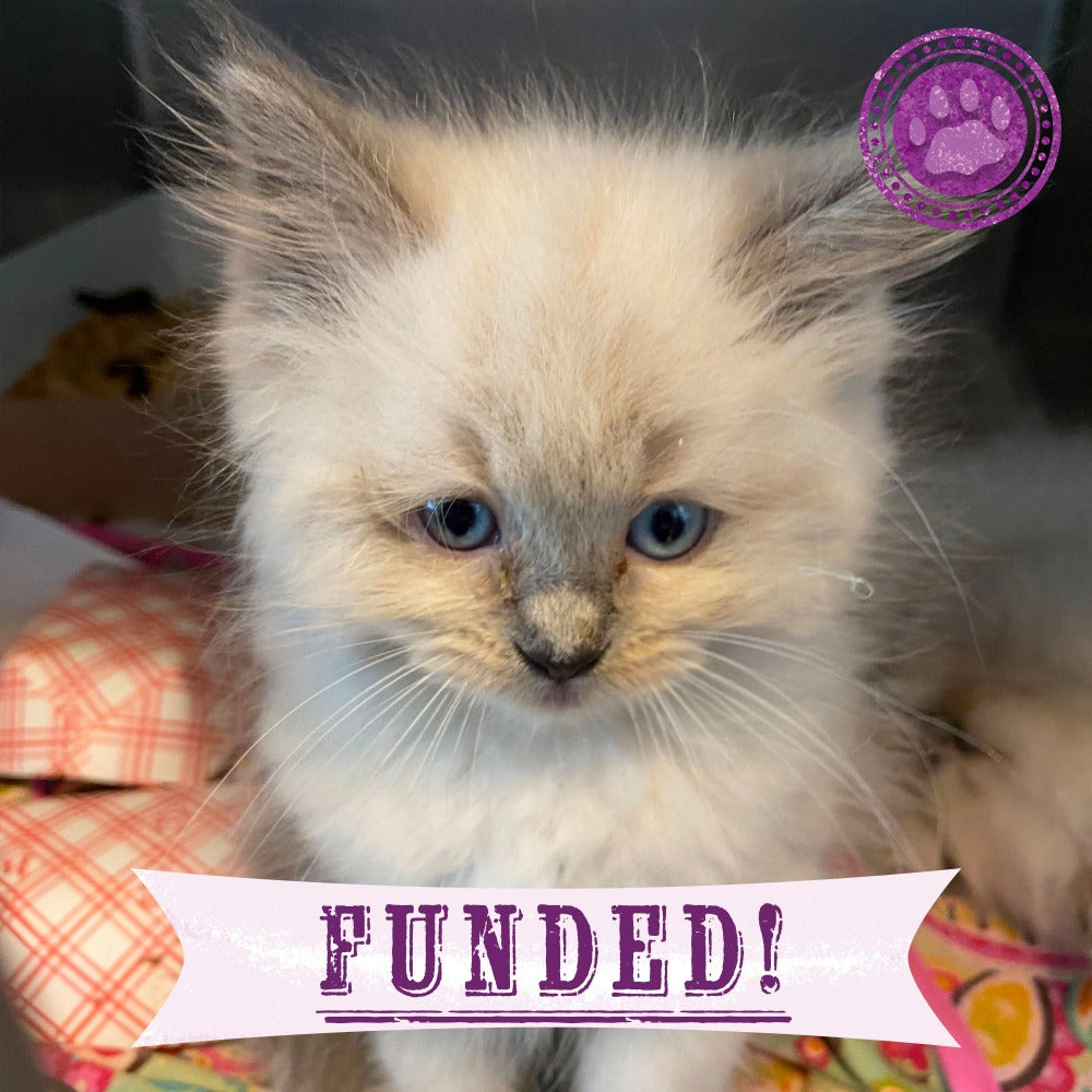 Funded: 100 Neglected Cats & Kittens Need Help Immediately