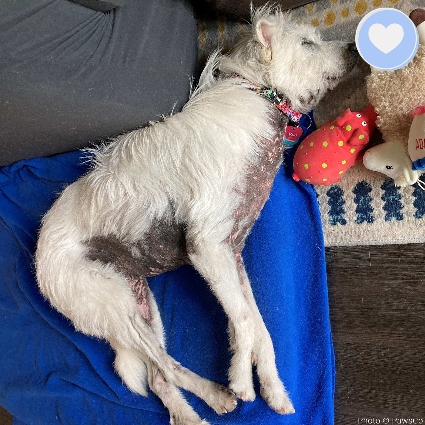 Funded - Help Roo Live Pain Free