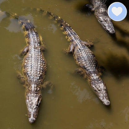 Project Peril: Help Save the Siamese Crocodile